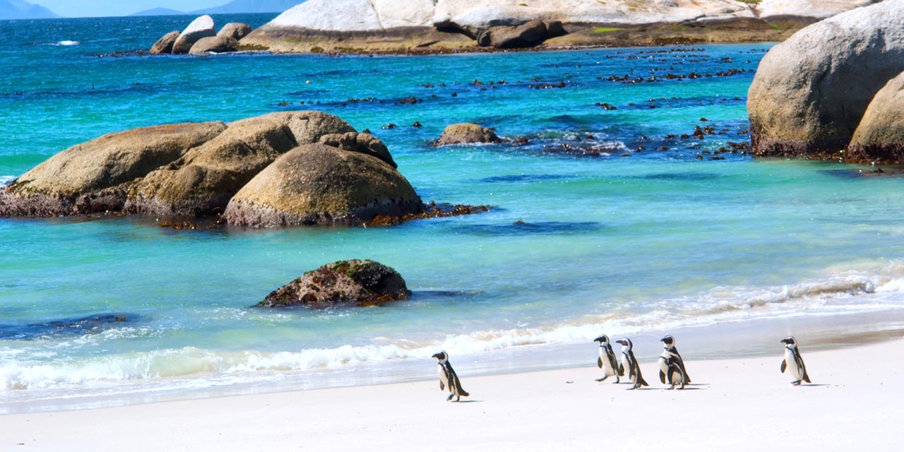 cape town penguins — south africa